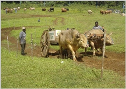 Les boeufs de la Guadeloupe